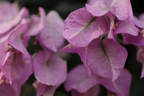 Rosafarbene Bougainvillea-Blüten