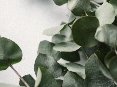 Eucalyptus branches against a light background